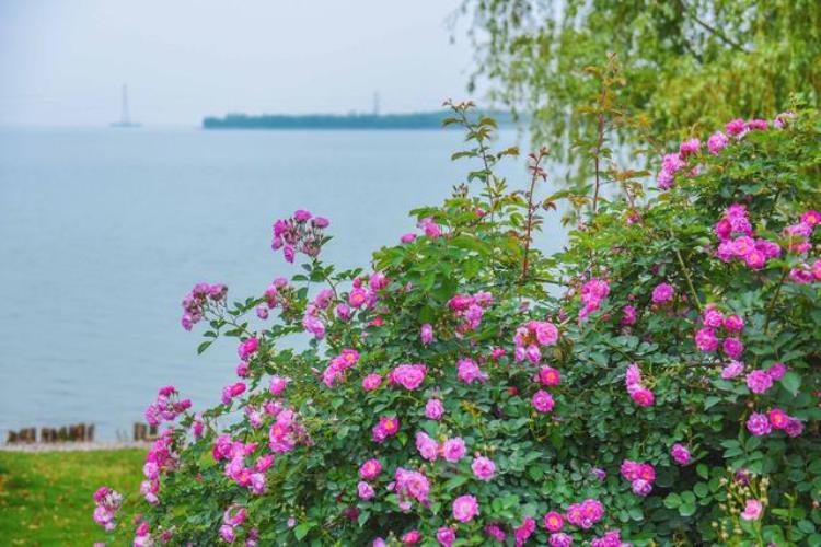 江苏太湖风景「江苏太湖畔的冷门度假秘境景美人少却常被游客忽略」
