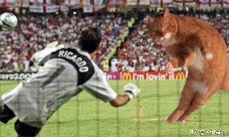 足球猫王「萌爆了史上最红的猫加入足球赛场能力值爆表梅罗甘居幕后」