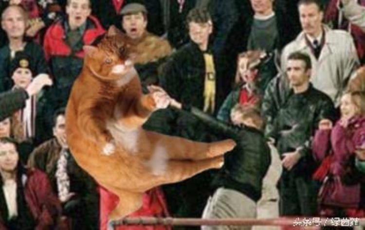 足球猫王「萌爆了史上最红的猫加入足球赛场能力值爆表梅罗甘居幕后」