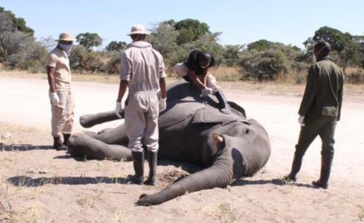 非洲象有多厉害「数百头非洲象离奇死亡终破案背后真相令人警醒」