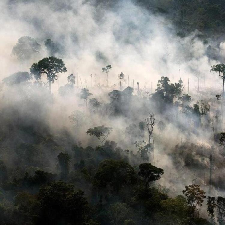 亚马逊雨林事件「C罗李奥纳多等明星大声疾呼希望保护地球之肺亚马逊雨林」